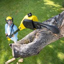 Best Lawn Dethatching Services  in Union, MO