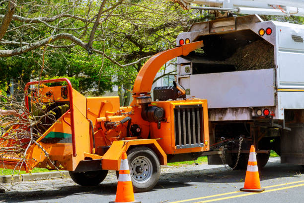 Best Tree Preservation Services  in Union, MO