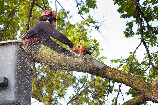 Best Firewood Processing and Delivery  in Union, MO