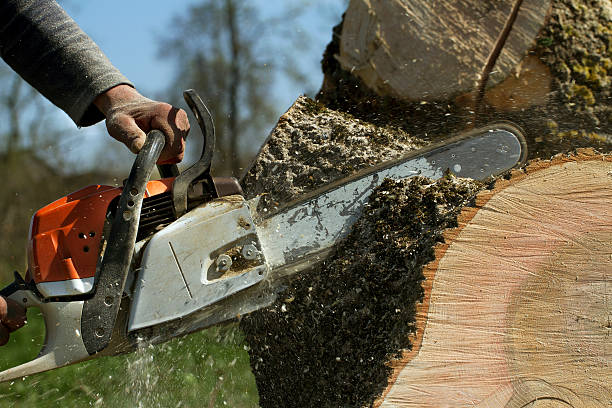 Best Commercial Tree Removal  in Union, MO